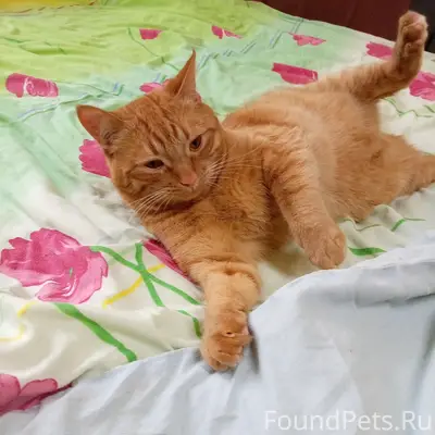 Пропал кот, свяжитесь по телефону 89813509784