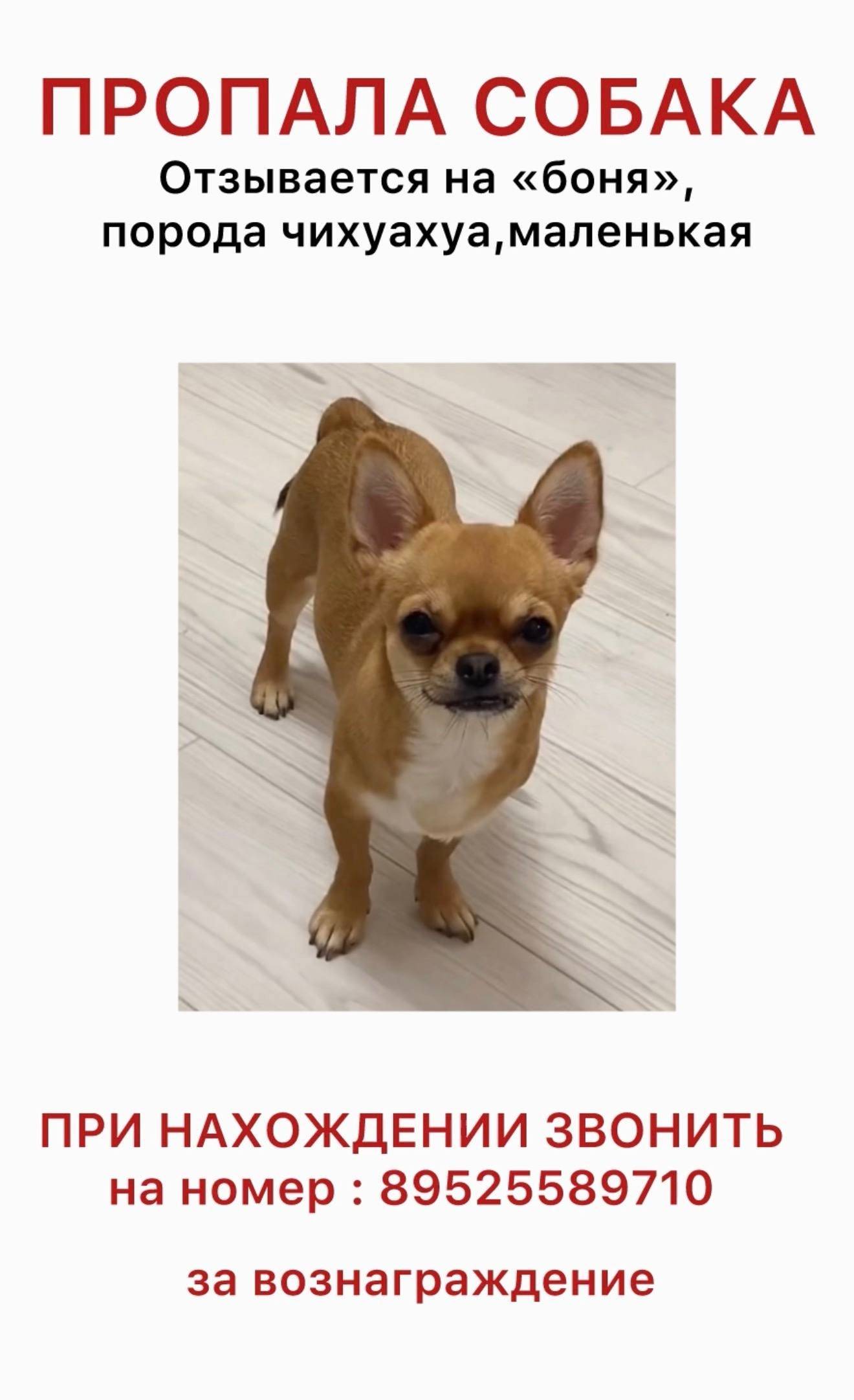 Пропала собака, [место не указано]