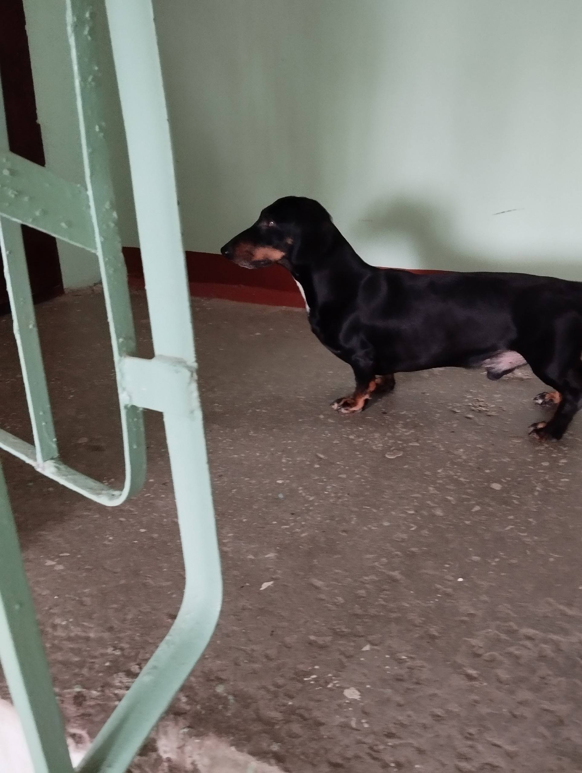 Пропала собака, Машиностроительная дом 26