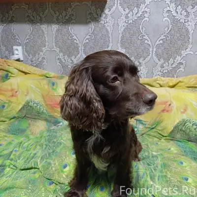 Пропал пёс Риф, Северный