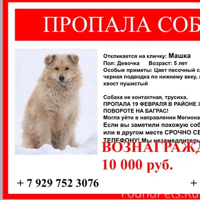 Пропала собака Машка