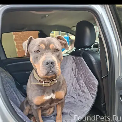 Найден тип собака, район Абдала, Симферополь