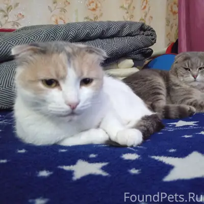 Пропал серый кот Марсик, Безбородовка