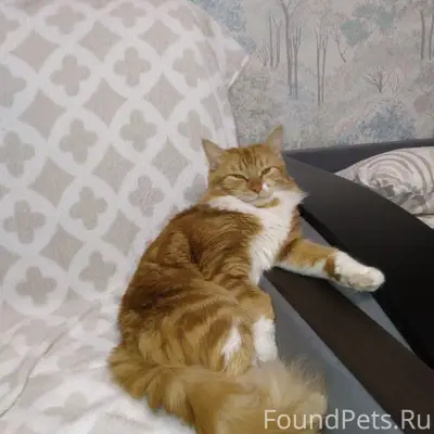 Пропал рыжий кот, Южный район