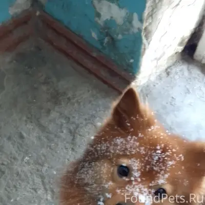 Пропал пёс Миха, район спутника