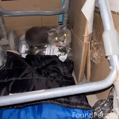 Найден кот, Прыгунова (Автозавод)