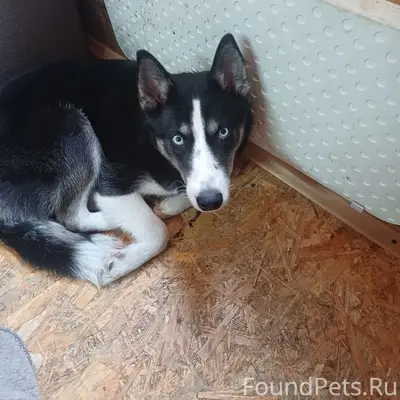 Найден пёс чёрно-белого окраса, Подгорная ул.