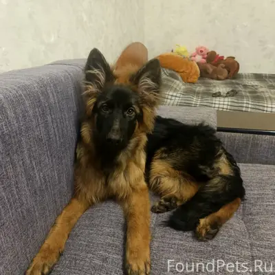 Пропала щенок Оливия, д. Новотроицк