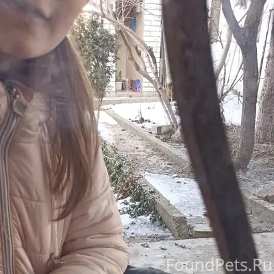 Найден чёрный лабрадор, Жилгородок, Волгоград