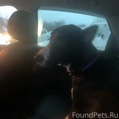 Найден щенок, Верхне-Ростинское шоссе