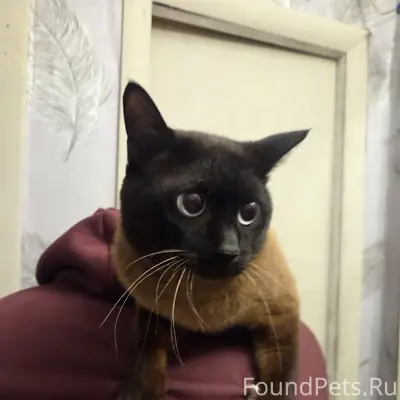 Найден кот, ул. Бестужевская