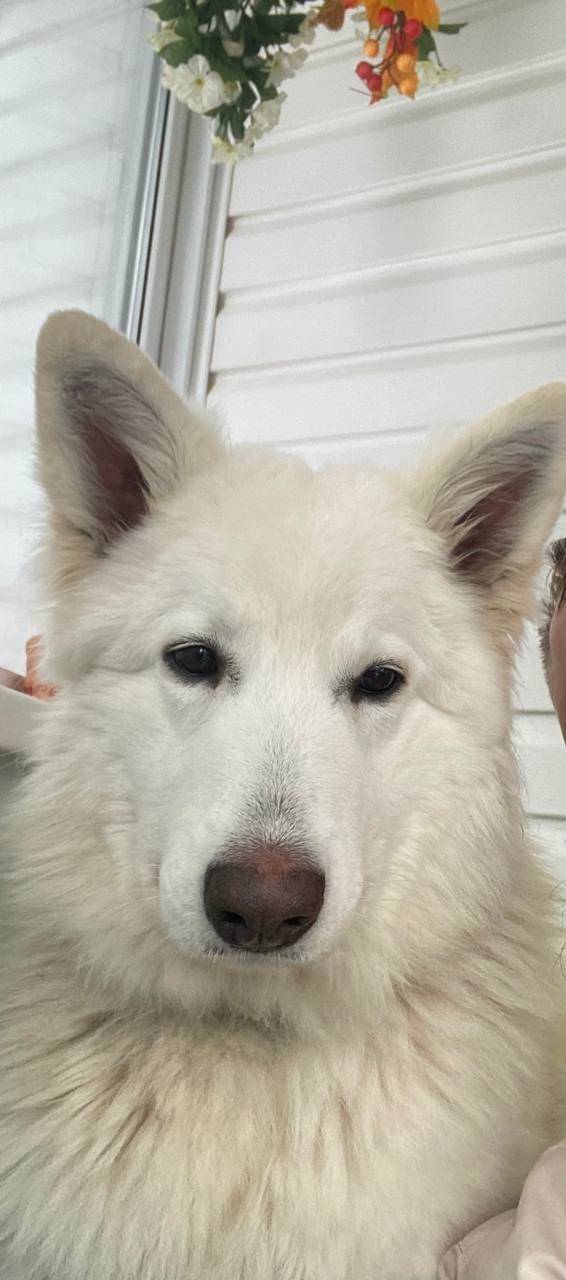 Пропала бшо Стелла, Нарофоминский район