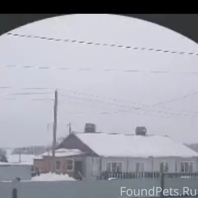 Пропал кобель с ошейником, откликается на кличку Чёрный, деревня Николаевка