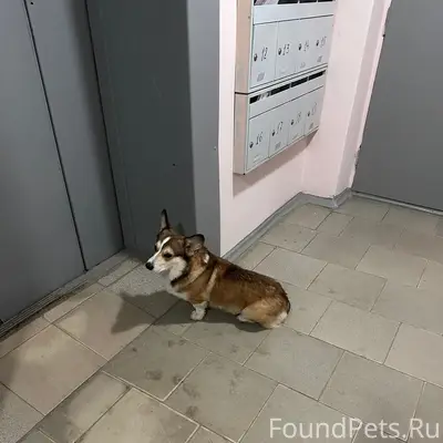 Найден корги, 23 микрорайон (МЖК)