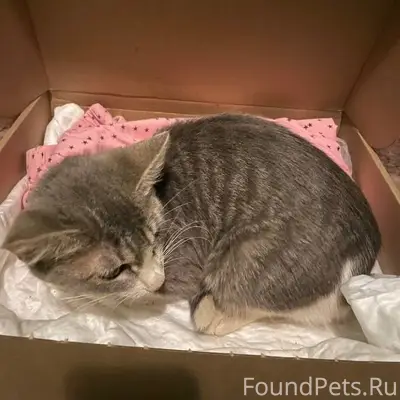 Найден котёнок, Нижний Новгород