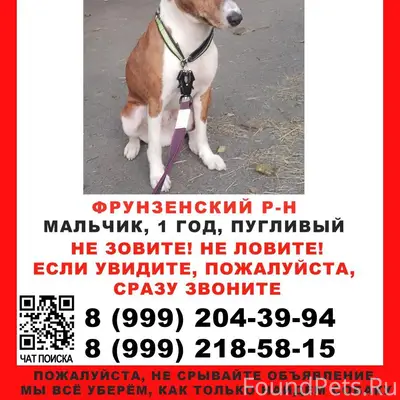 Пропал басенджи Грей, Фрунзенский район