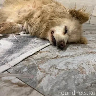 Найденна сбитая собака, Лысково