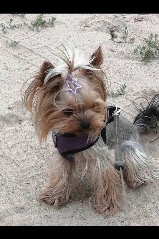 Пропала собака породы ёркширский терьер, Эсауловка