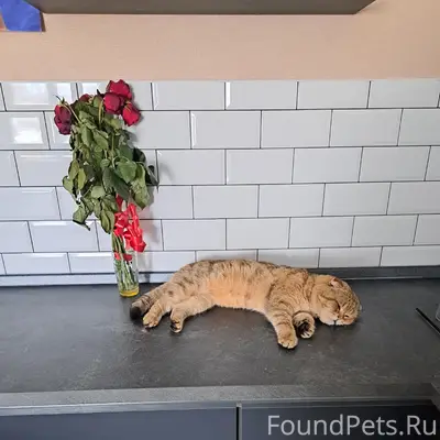 Пропал кот, район СХТ