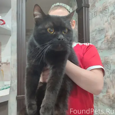 Найдена чёрная кошка, Зелёный проезд