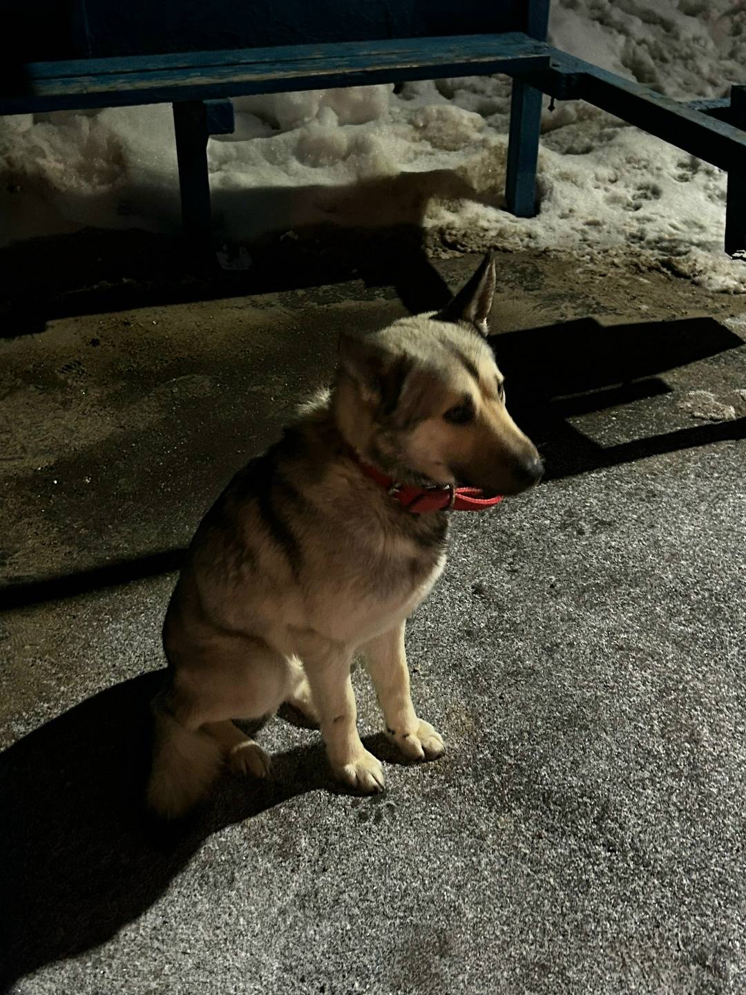 Найдена собака с ярким красным ошейником