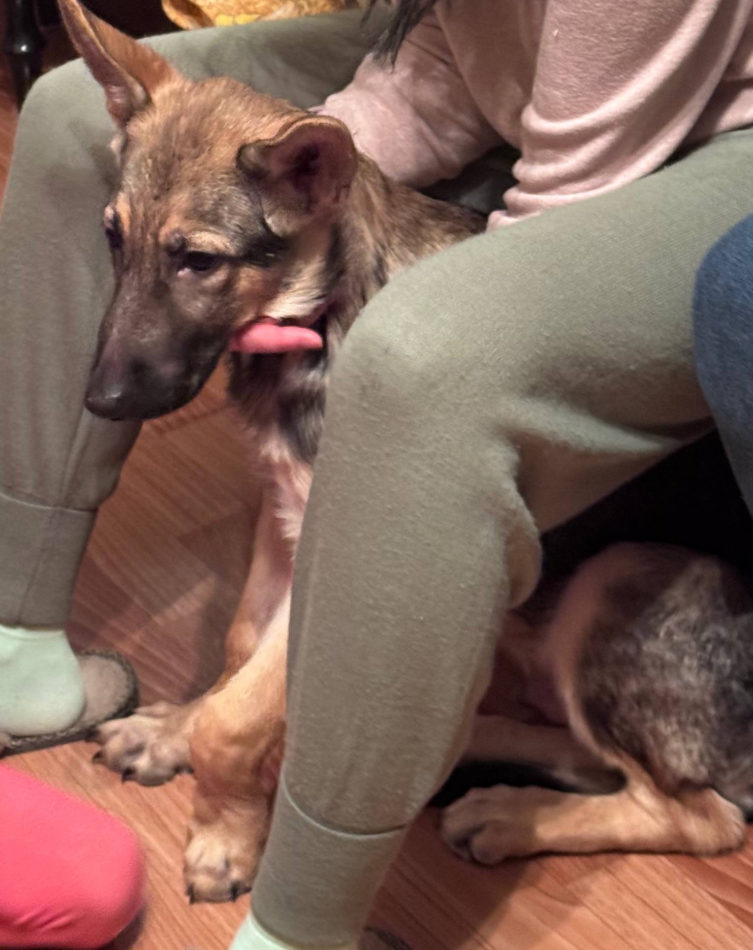 Найден пёс, м-н центральный