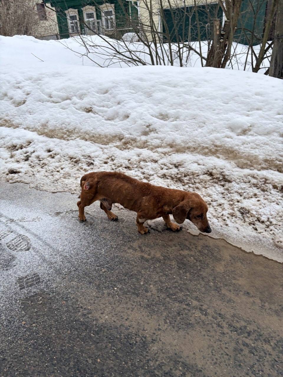 Найден пёс такса, Фрязино
