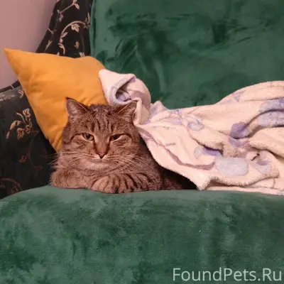 Пропал кот Вася, район рынка на жд