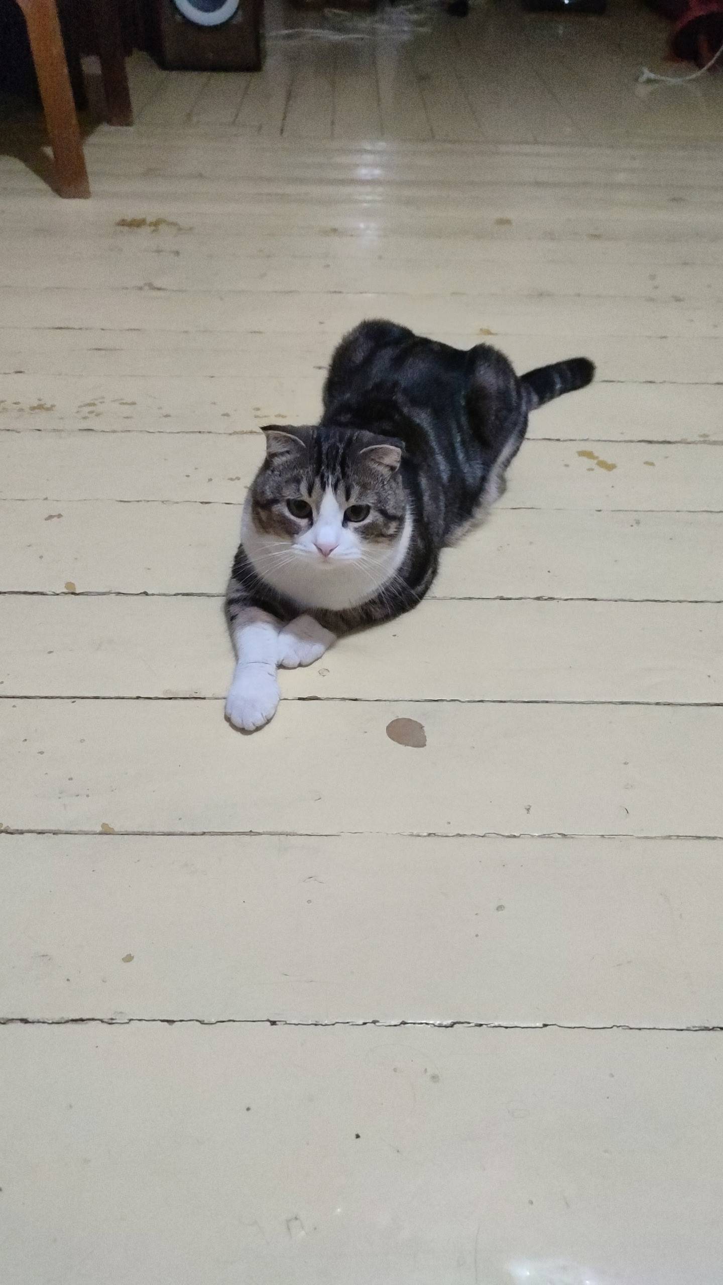 Пропал кот Семён, район платочного рынка