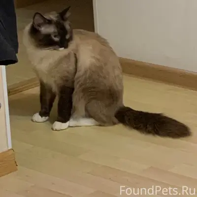 Пропал кот, Леонидовка