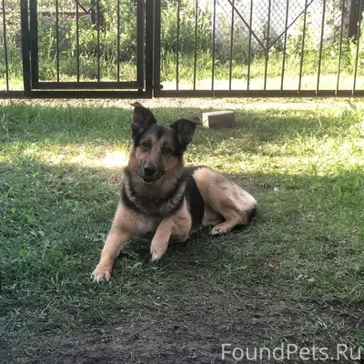 Пропал пёс Ларик, Уфа, район Шафиева — Универмаг