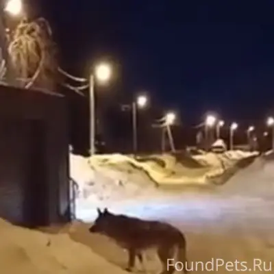 Пропала овчарка, ул. Львовская