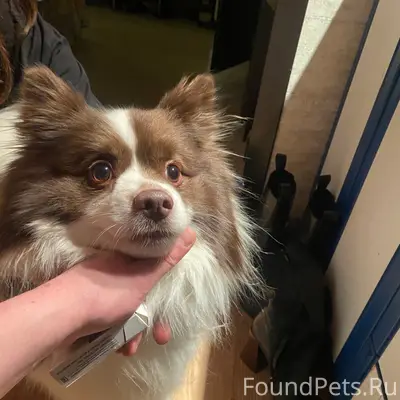 Найден пёс, район до-до пиццы