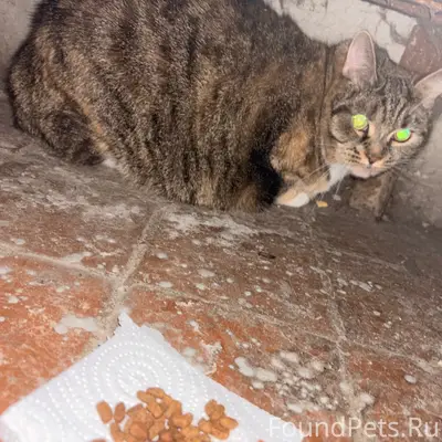 Найден трехцветный кот, Улица Героев