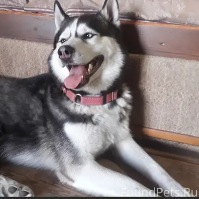 Пропали две хаски, деревня Никольевка