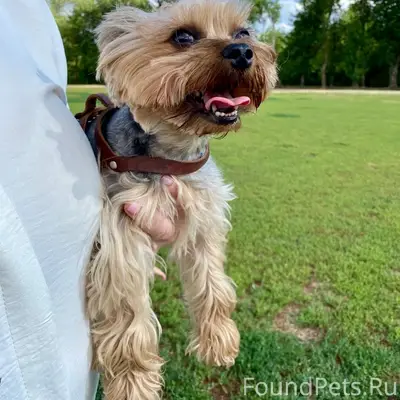 Пропала собака, Центральная часть города