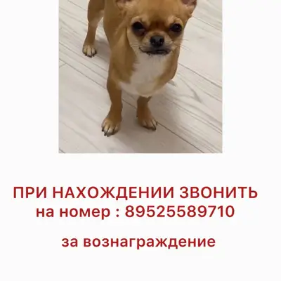 Пропала чихуахуа 
