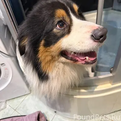 Найдена собака, Крестовское шоссе