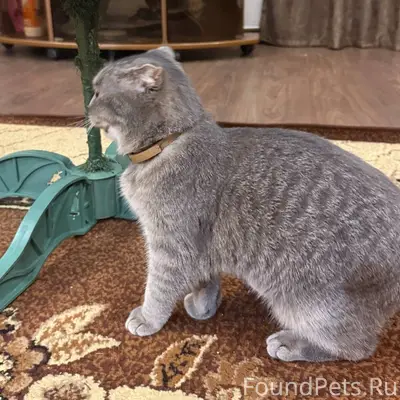 Пропала вислоухая кошка Мия, район Богдана Хмельницкого