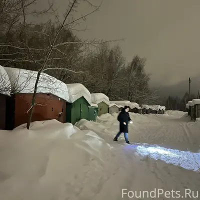 Пропал кане-корсо, район Стройпарка