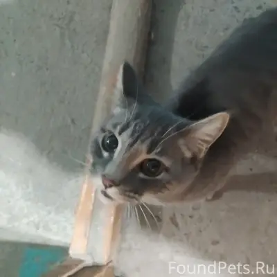 Найден кот, найден на улице Зелёная 7