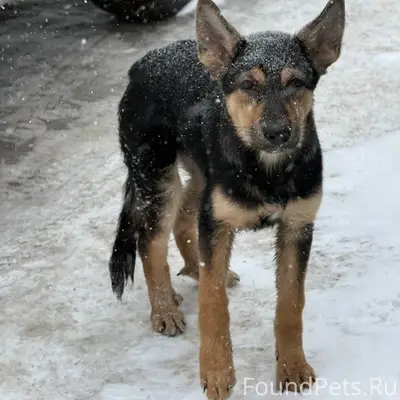 Пропала немецкая овчарка, мкр. Зеленые горки