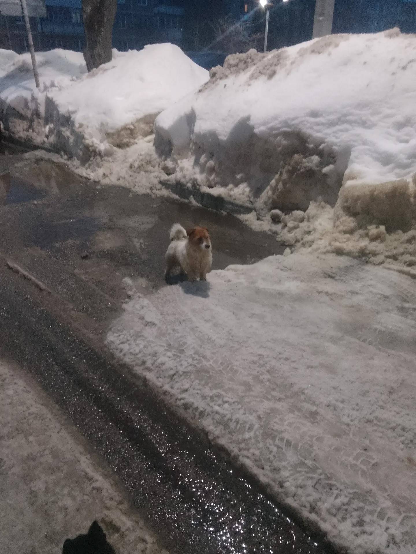 Пропала собака, Кашира 2