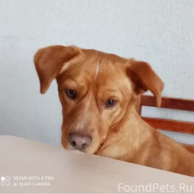 Пропал пёс, район ЦРБ
