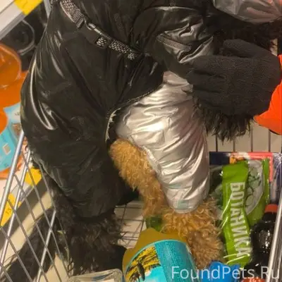 Пропал карликовый пудель Марк, площадь Ленина