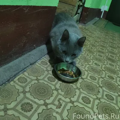 Найден котик, улица 28 июля 29