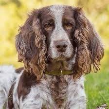 Пропал Арчи, п. Калинина