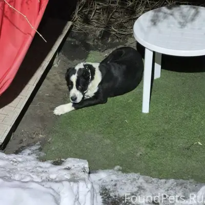 Пропал алабай, Степана Разина 2