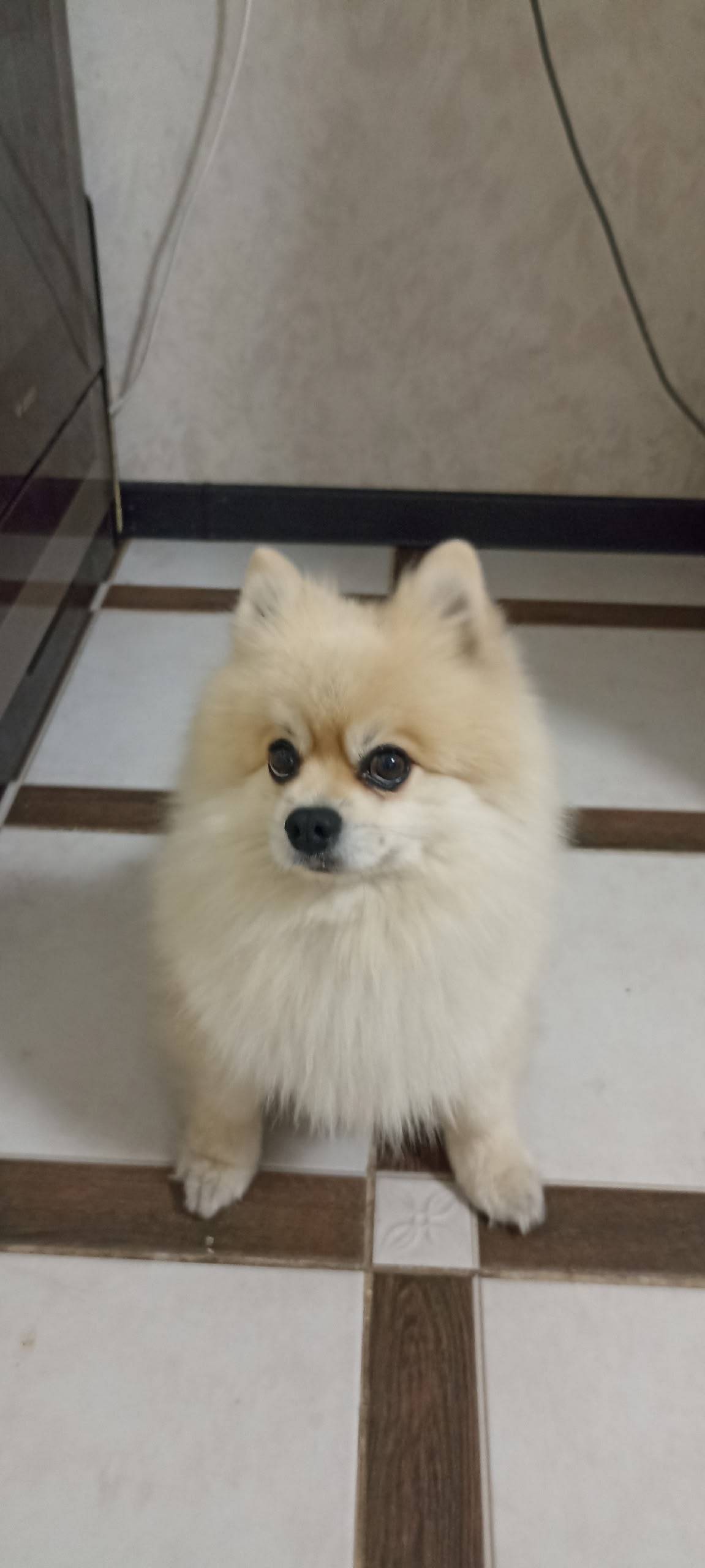 Пропал шпиц, мкр. Аркаим