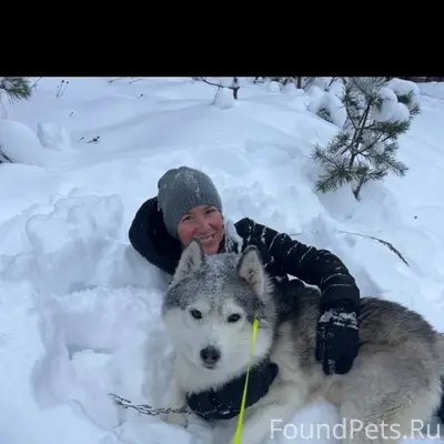 Пропал хаски, серо-белого окраса, бульвар Шмидта